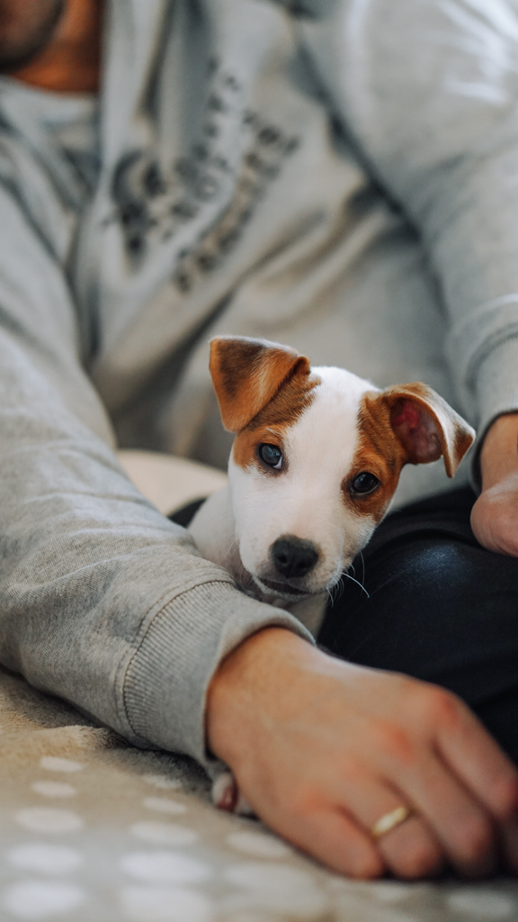 Süßes Portrait von Parson Russell Terrier Welpen