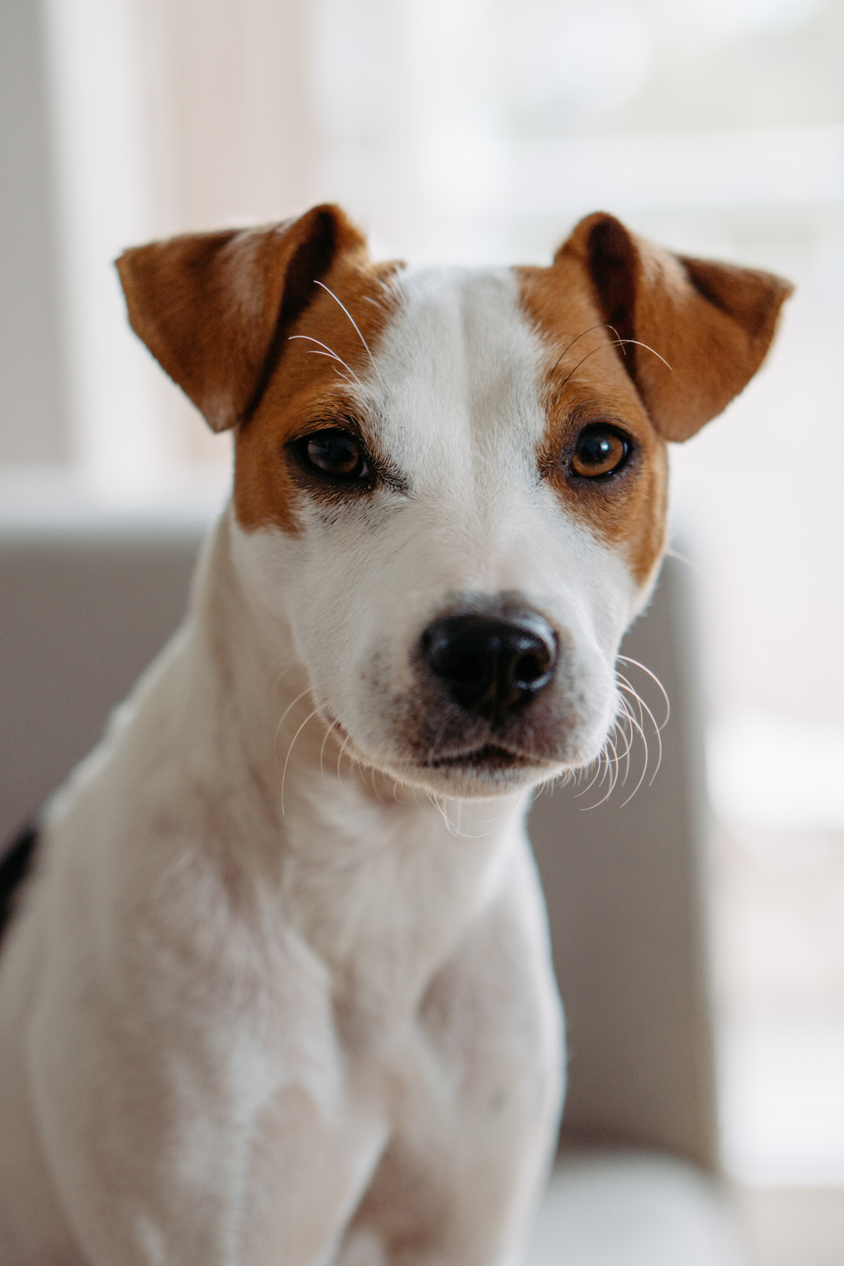 Frontales Portrait von einem Parson Russell Terrier 