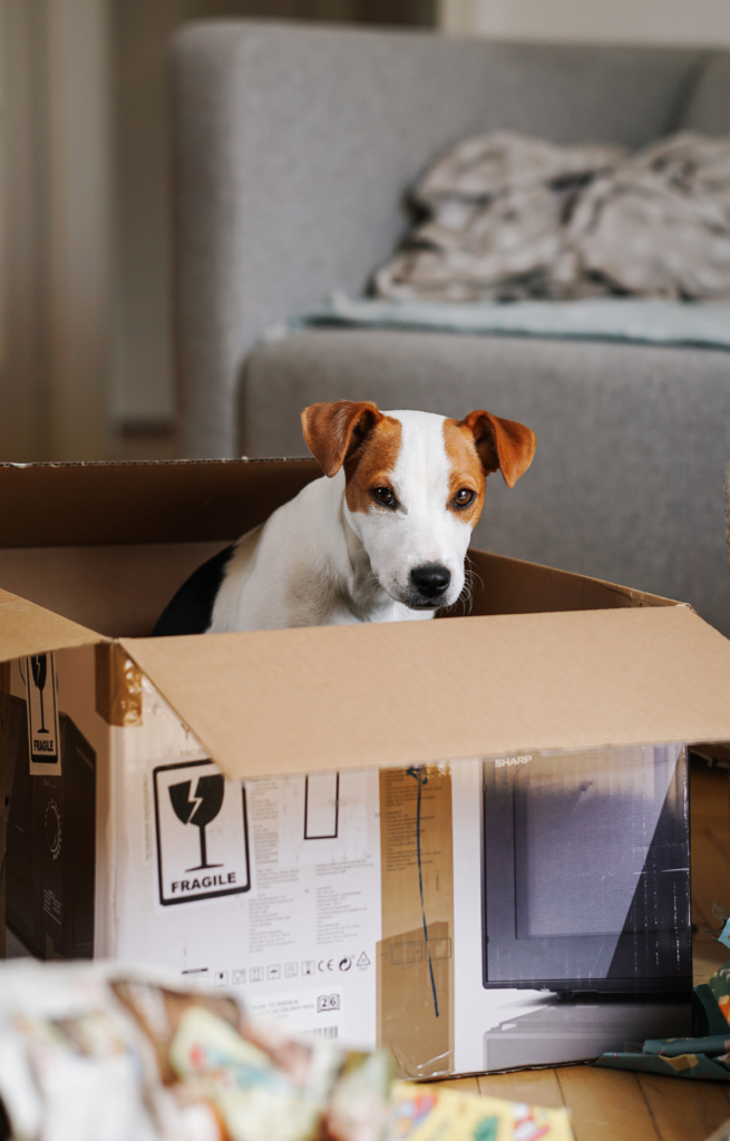 Parson Russell Terrier sitzt im Karton 