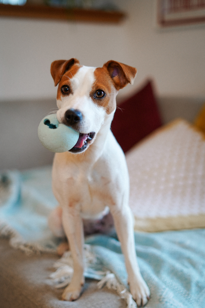 Parson Russell Terrier mit Ball im Maul