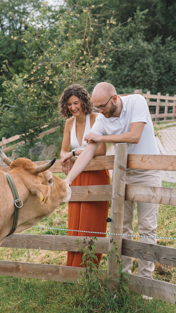 Paar füttert Kuh in Graz bei Lustbühel