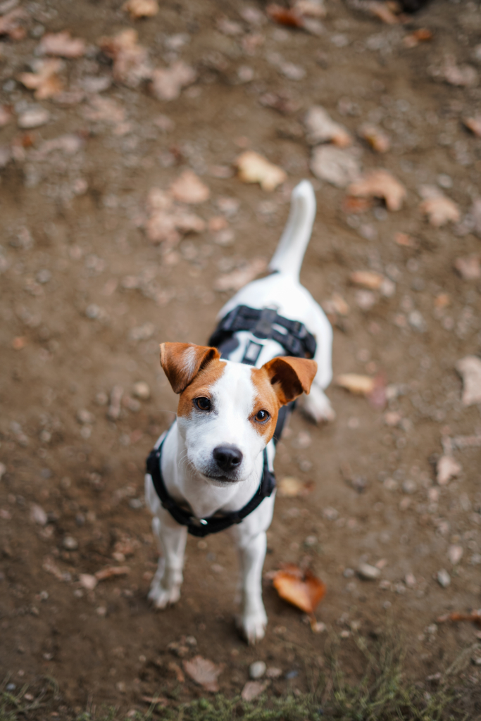 Ganzkörperfoto von Parson Russell Terrier 