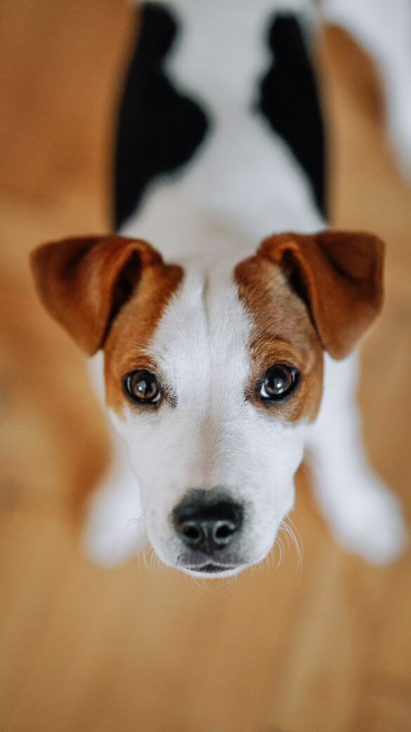 Portrait von Parson Russell Terrier Welpen Tricolor mit süßem Hundeblick