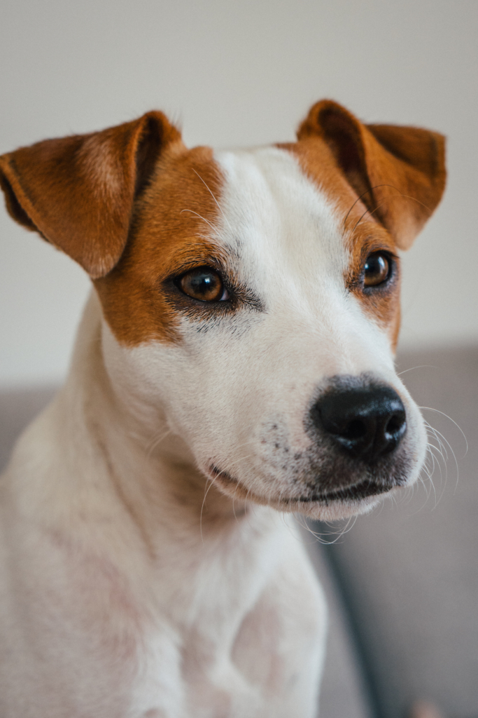 Seitliches Hundeportrait von einem Parson Russell Terrier
