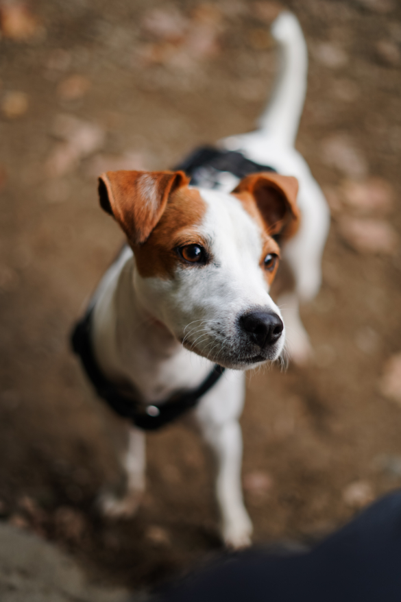 Outdoor Portrait von Parson Russell Terrier im Herbst